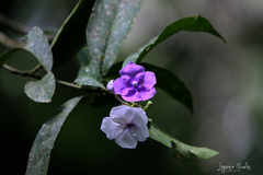 Brunfelsia pauciflora