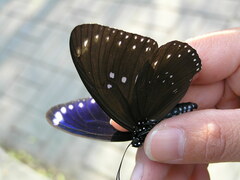 Euploea sylvester swinhoei