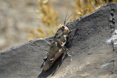 Puncticornia puncticornis
