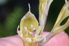 Gladiolus permeabilis