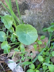 Umbilicus rupestris