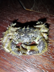 Pilumnus