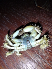 Pilumnus