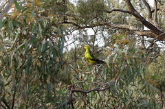 Polytelis anthopeplus