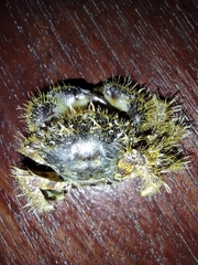 Pilumnus