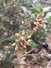 Erica cinerea