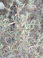 Lavandula stoechas