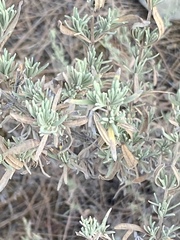 Lavandula stoechas