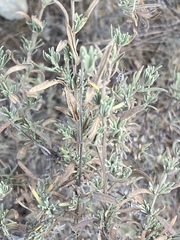Lavandula stoechas