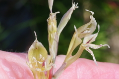 Gladiolus permeabilis
