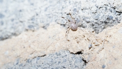 Uloborus