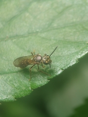 Halictinae