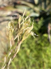 Gladiolus permeabilis