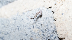 Uloborus