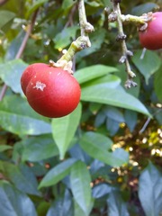 Tetragastris panamensis