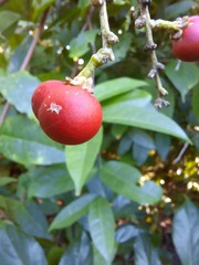 Tetragastris panamensis