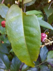 Tetragastris panamensis