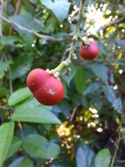 Tetragastris panamensis