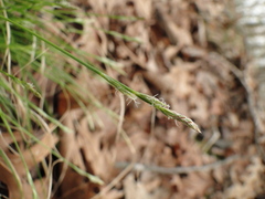 Carex albicans