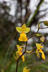Cyrtochilum aureum