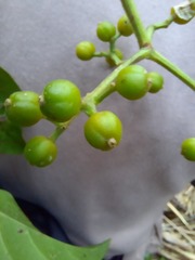 Psychotria carthagenensis
