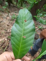 Psychotria carthagenensis