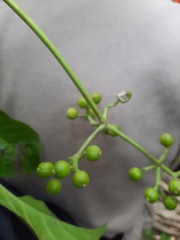 Psychotria carthagenensis