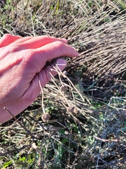 Santolina rosmarinifolia