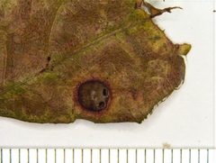 Callirhytis quercusfutilis