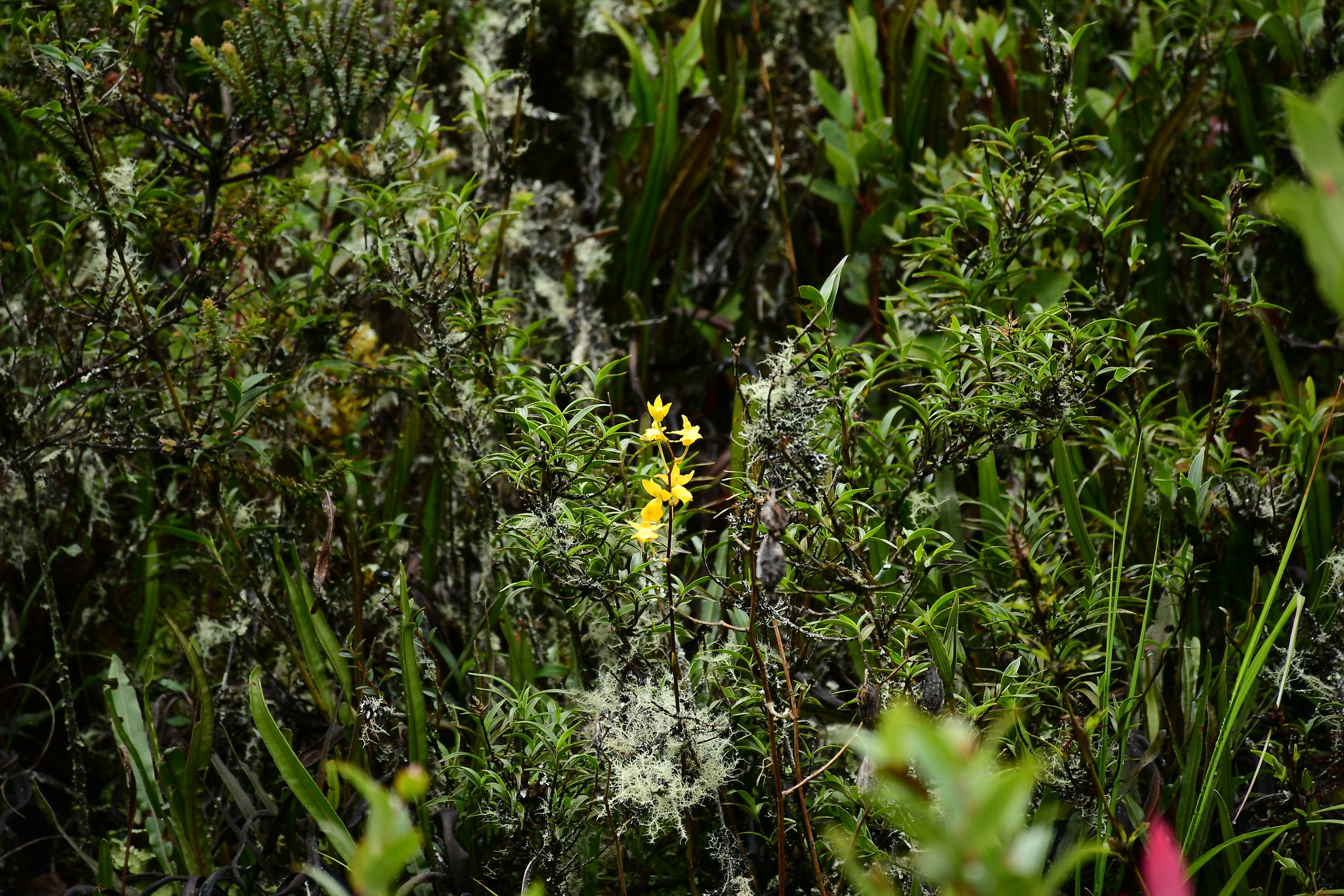 Cyrtochilum aureum image