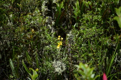 Cyrtochilum aureum