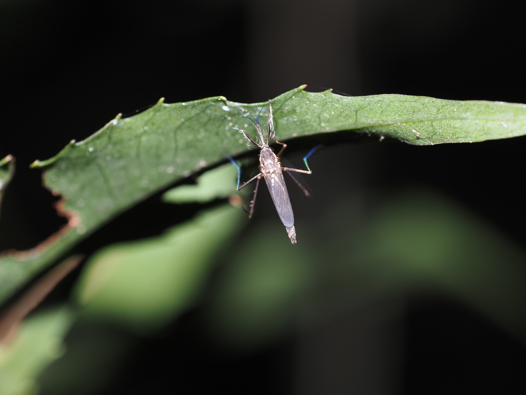 Mosquitoes in January 2023 by 吕天朗 · iNaturalist