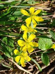Eranthis hyemalis