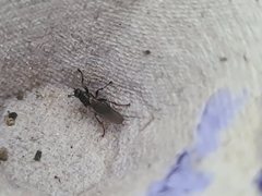 Coelopidae