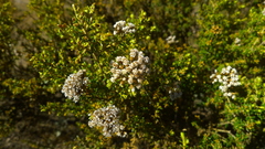 Ozothamnus leptophyllus