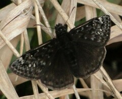 Erynnis juvenalis