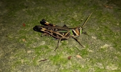 Rhammatocerus pictus