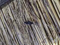 Bocchoris inspersalis