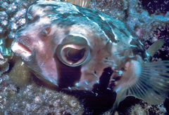 Diodon liturosus