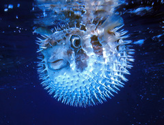 Diodon liturosus
