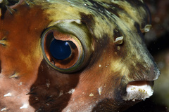 Diodon liturosus