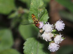 Episyrphus