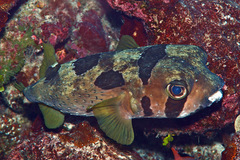 Diodon liturosus