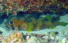 Diodon liturosus