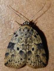 Giaura multipunctata