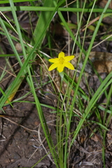 Hypoxis filiformis