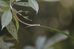 Dendrelaphis ashoki