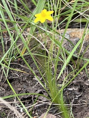Hypoxis filiformis