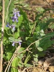 Nepeta × faassenii