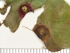 Callirhytis quercusfutilis